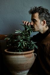 a young brown-haired man smelling his marijuana plant at home
