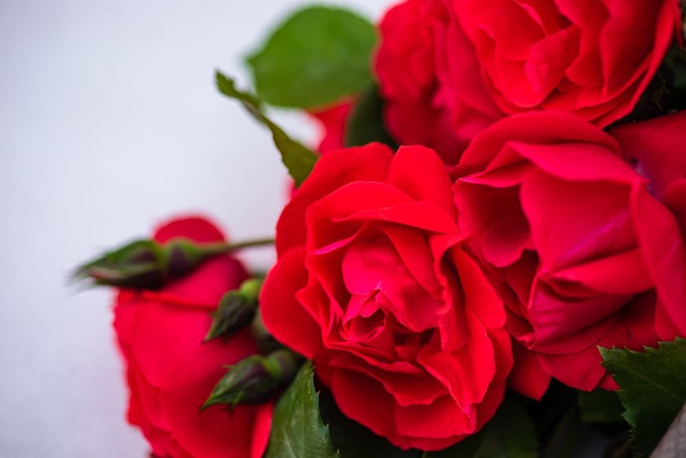 Close up of red roses