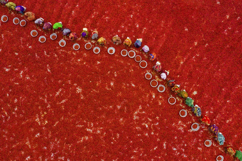 Top view of Bangladeshi workers harvesting red chilies in Sariakandi, Bogura, Bangladesh