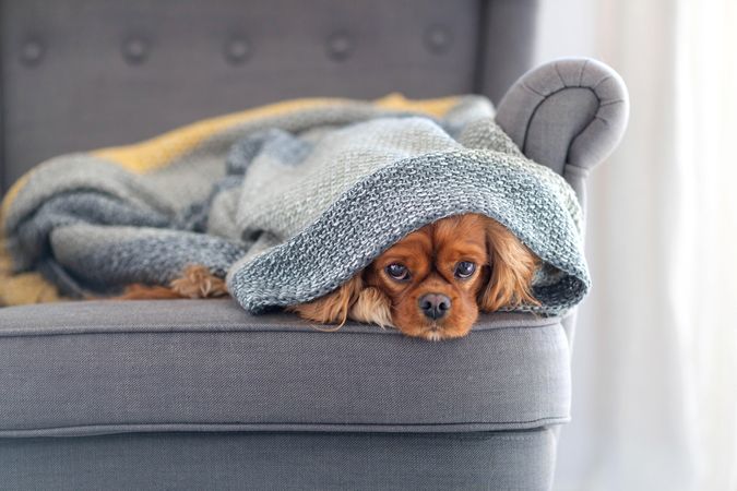 Cavalier spaniel on grey seat cosy in blanket