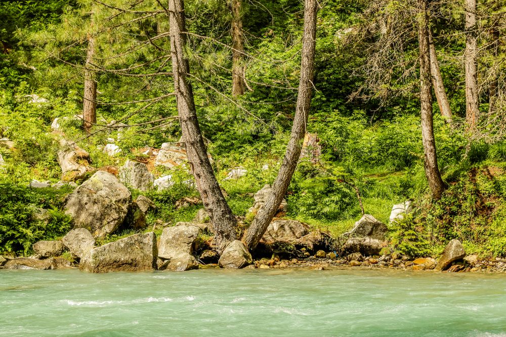 Split tree on bank of Katora Lake in Pakistan