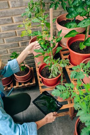Unrecognizable woman checking plants of garden on terrace while holding tablet in hand