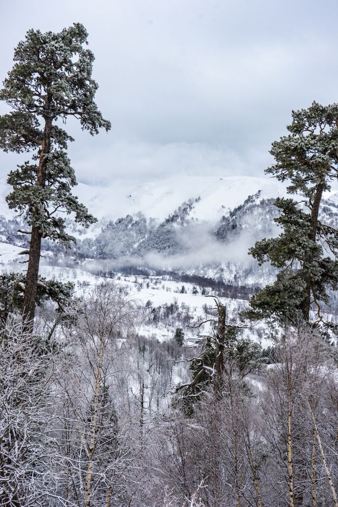 Forest covered with snow in Caucasus mountain