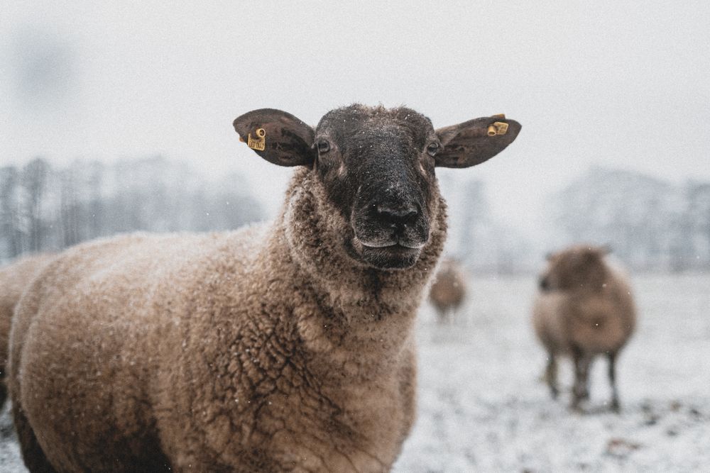 Brown sheep on snow covered ground