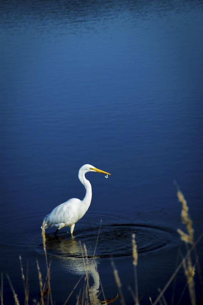 Egret in the water
