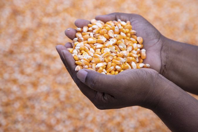 an agriculture concept in Corn seed hand