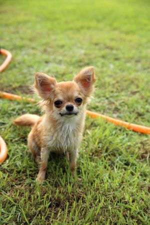 A long-haired Chihuahua is sitting on the grass, wet, staring at the camera