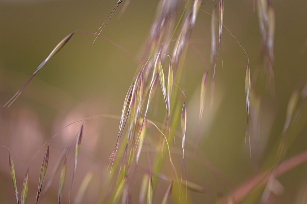 Close up of pieces of foxtail plant falling