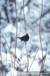 Common blackbird on brown tree branch 5oxKG4
