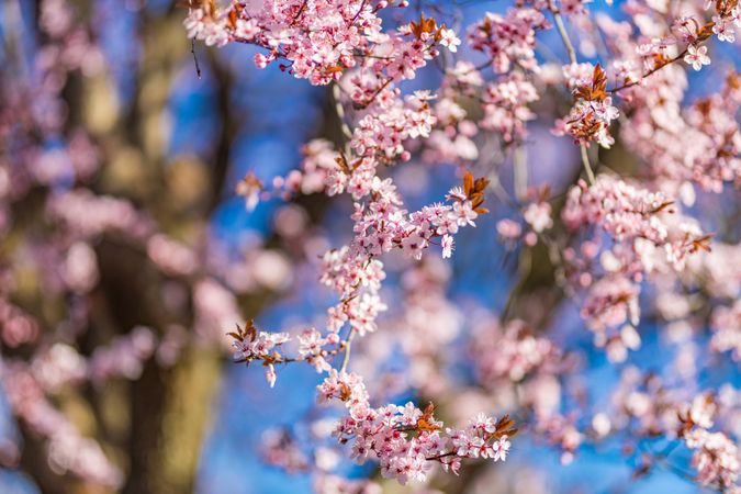 Shot of pink cherry blossoms under a blue sky