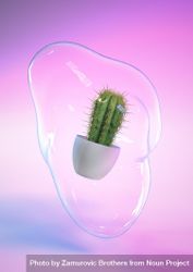 Cactus plant with soap bubble and blue and pink neon background 5ajnG4