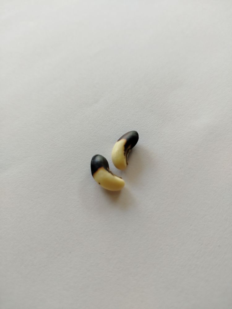 Tiny twin beans seed