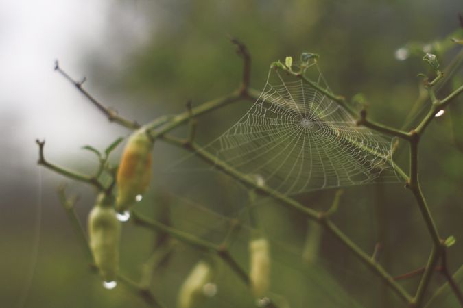 Close up of spider web on branch