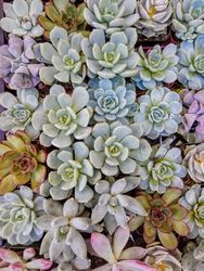 Succulents in pots, viewed overhead