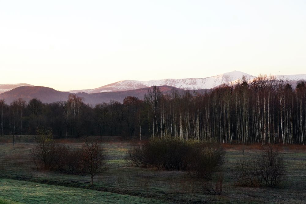 Bare trees and mountains on sunny morning