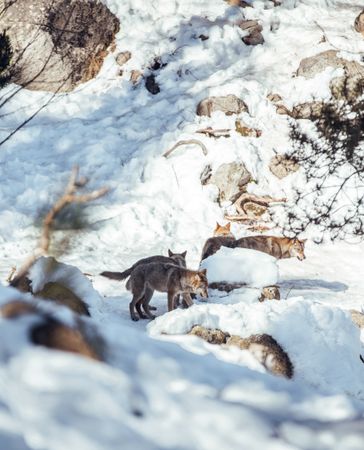 Wolves on hill between stones and snow