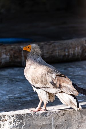 Cute Egyptian vulture fowl in the zoo