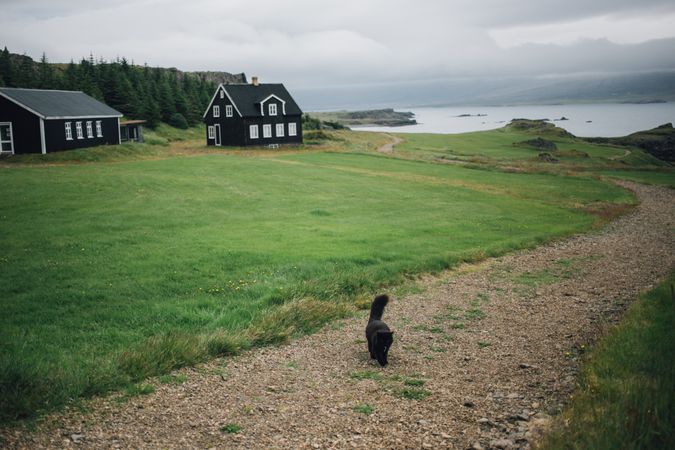 Dark cat walking on path near Icelandic bay