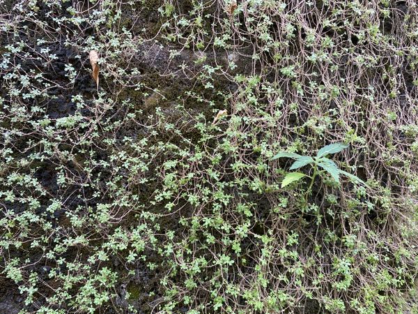 plants growing on old walls