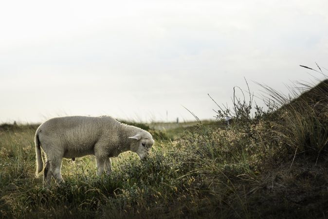 Lamb grazing in morning light