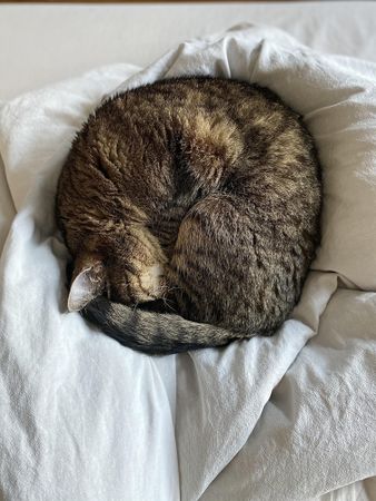 Brown tabby cat sleeping in bed