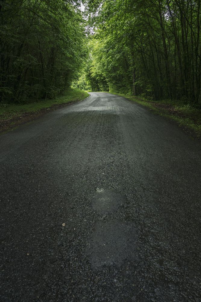 Empty road in dense green forest