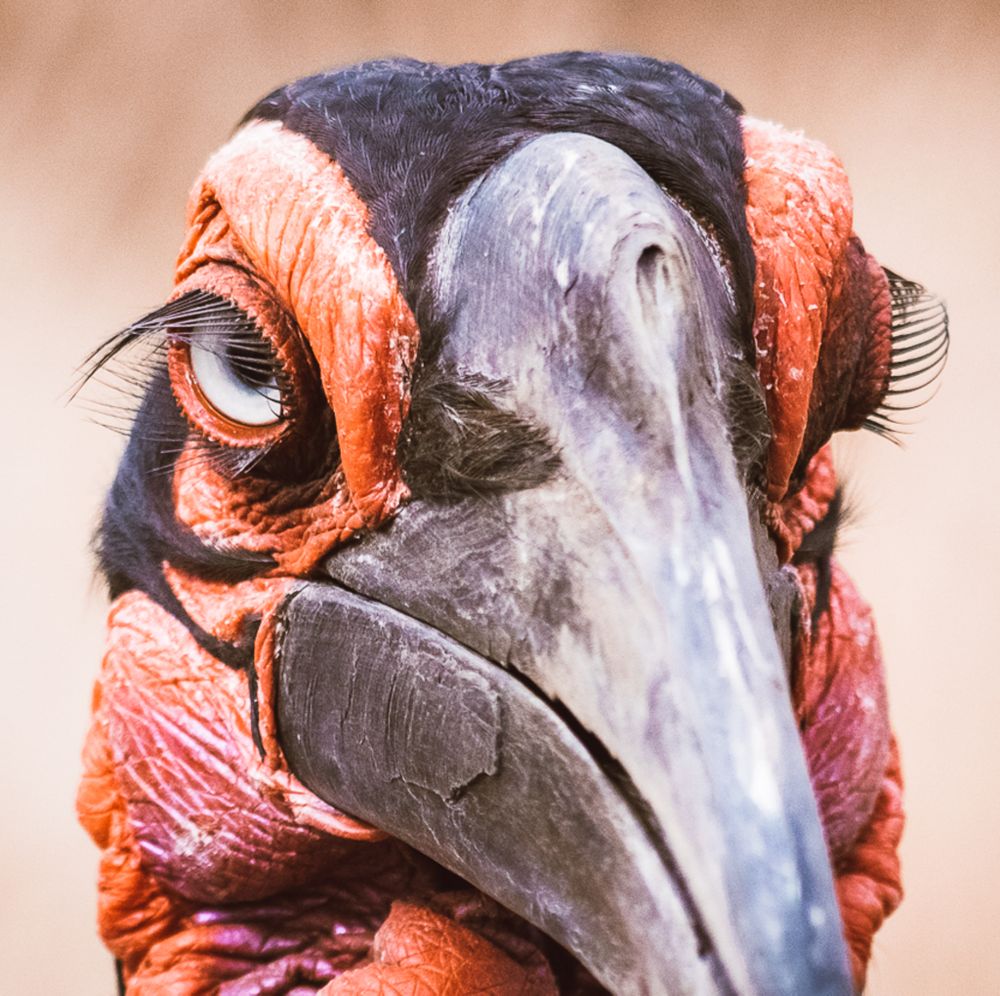 Close-up shot of red bird feather