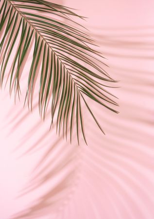 Tropical palm leaf with shadows against pink background