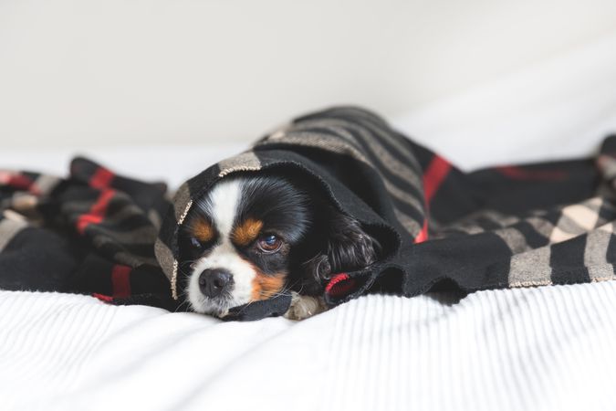 Cavalier spaniel resting in dark patterned blanket