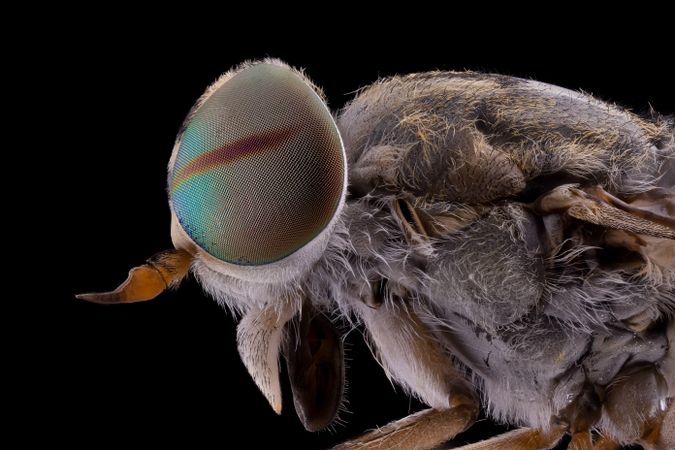 Fluffy head of fly with big colorful mesh eyes