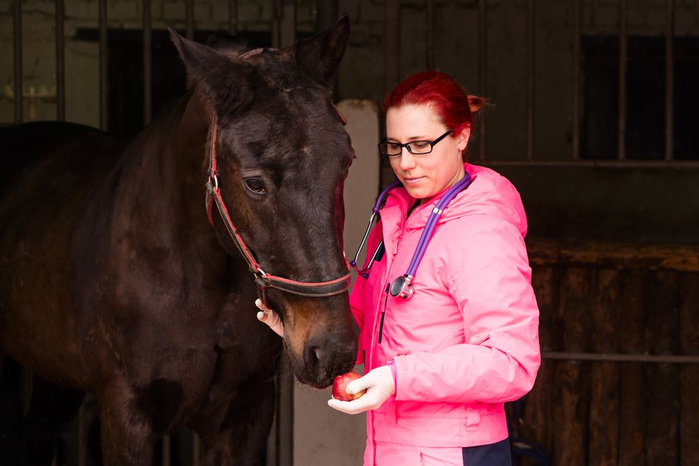 Vet giving an apple as a treat to a horse