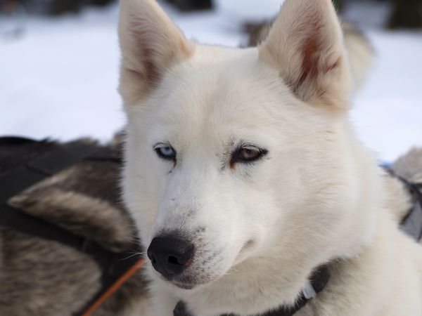 Husky outside with blue eyes