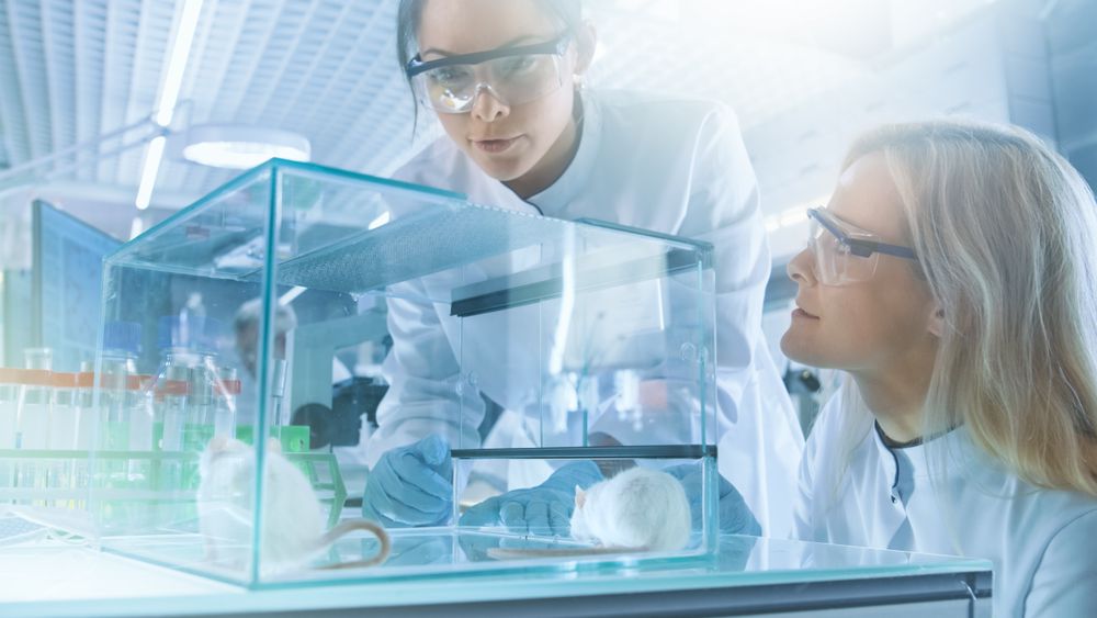 Two Female Medical Research Scientists Examine Laboratory Mice Kept in a Glass Cage.