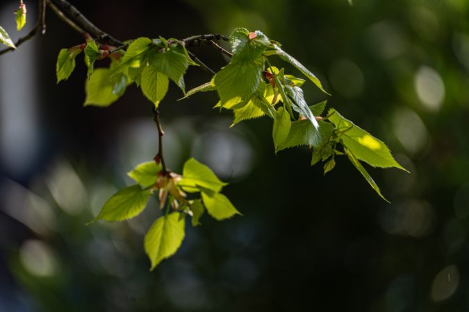 New leaves on the tree in early spring
