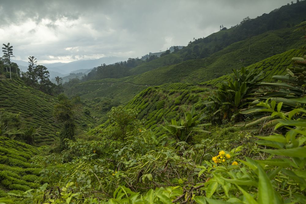 Green landscapes modified by the hand of man in the area of Tanah Rata, Malaysia