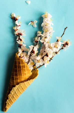 Spring floral concept with apricot blossom in waffle cone on blue background
