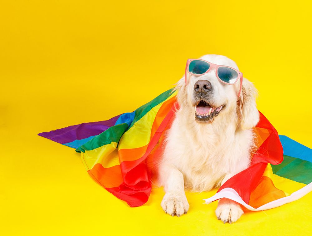 dog in glasses covered with LGBT flag