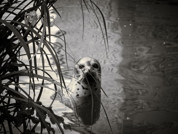 Seal peeking behind reeds and leaves
