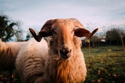 Sheep on green grass near bushes