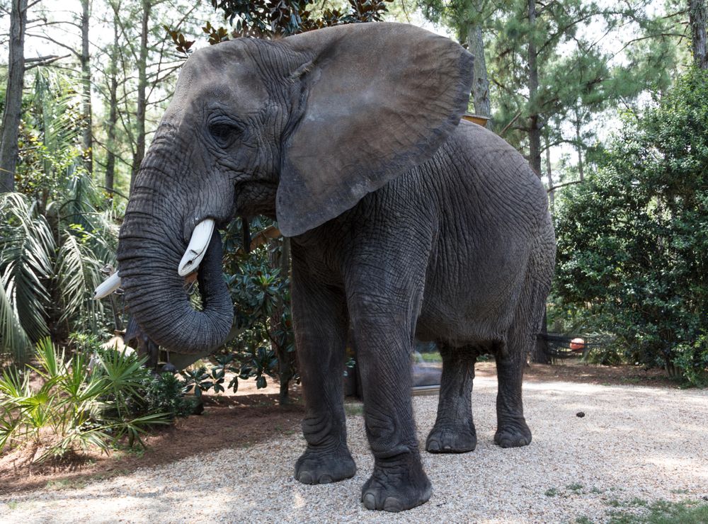 Bubbles the 9,000-pound African elephant, Myrtle Beach, South Carolina