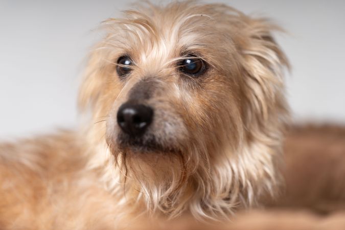 Norfolk terrier looking confused