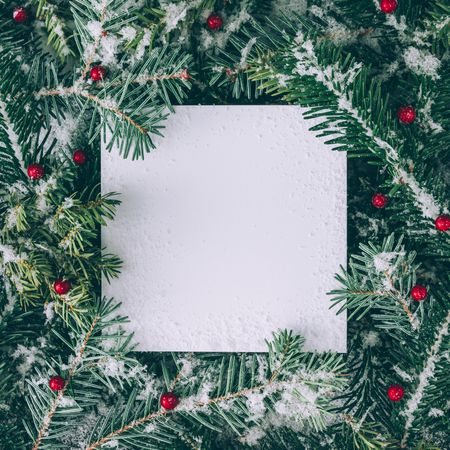 Snowy Christmas pine tree and holly branches with paper card