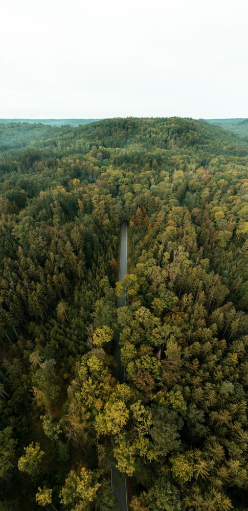 Drone aerial view panorama with beautiful forest in the morning