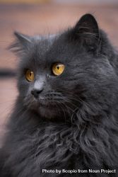 Dark long fur cat 0KxJD5