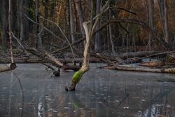 Stagnant water with thing trees emerging