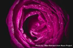 Close up of center of pink camellia flower with dew in dark studio 0V1Kvb