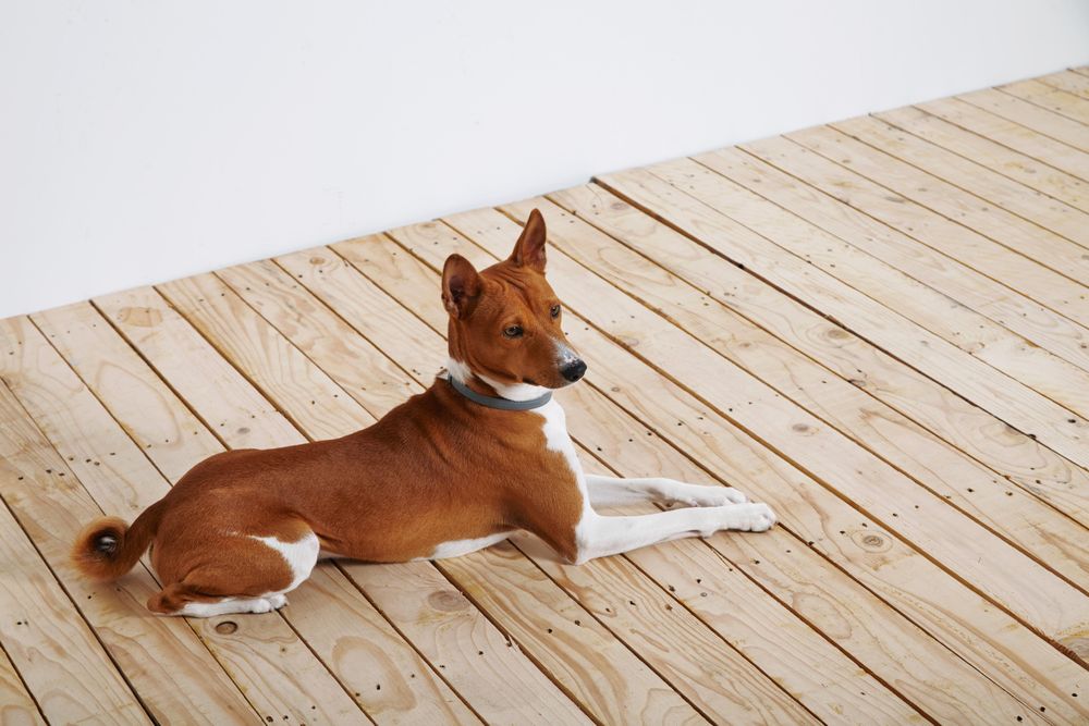 Dog on wooden floor