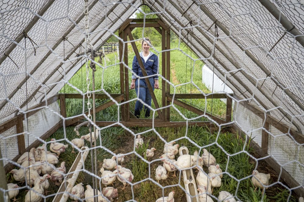 Copake, New York - May 19, 2022: Woman standing at door of chicken coop