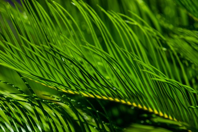 Palm tree leaves as a background