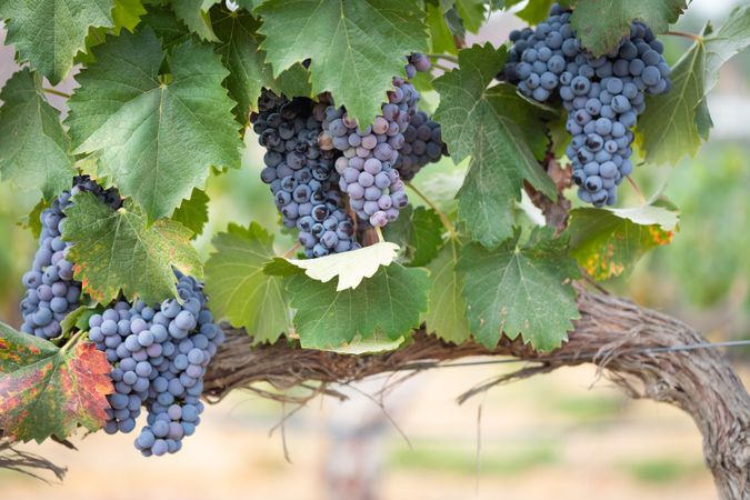 Vineyard with Lush, Ripe Wine Grapes on the Vine Ready for Harvest